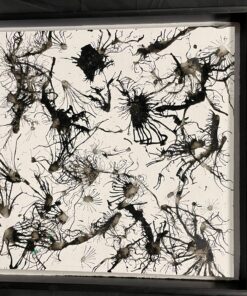 Thoughts Of Black And White Tom Pergola Fine art