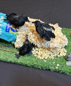 left top view Food Fight by Tom Pergola Fine art